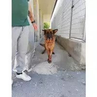 Foto dell\'animale COMUNE DI SAN GIUSEPPE VESUVIANO - 380260044905979