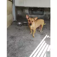 Foto dell\'animale COMUNE DI POLLENA TROCCHIA - 380260044903049