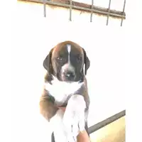 Foto dell\'animale COMUNE DI POLLENA TROCCHIA - 380260044902408