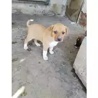 Foto dell\'animale COMUNE DI POLLENA TROCCHIA - 380260044902952