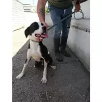 Foto dell\'animale COMUNE DI OTTAVIANO - 380260044856512