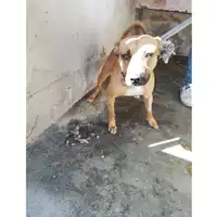 Foto dell\'animale COMUNE DI POMPEI - 380260044972869