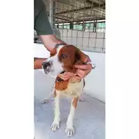Foto dell\'animale COMUNE DI TERZIGNO - 380260044902922