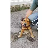 Foto dell\'animale COMUNE DI OTTAVIANO - 380260044905478