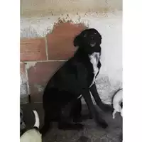 Foto dell\'animale COMUNE DI SAN VALENTINO TORIO - 380260004817317