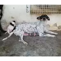 Foto dell\'animale COMUNE DI SAN VALENTINO TORIO - 380260004817236