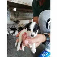 Foto dell\'animale COMUNE DI SAN VALENTINO TORIO - 380260004817321