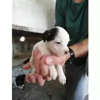 Foto dell\'animale COMUNE DI SAN VALENTINO TORIO - 380260004817326