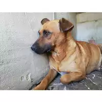 Foto dell\'animale COMUNE DI SAN VITALIANO - 380260044905736