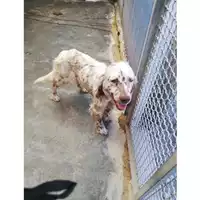 Foto dell\'animale COMUNE DI POLLENA TROCCHIA - 380260043702710