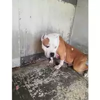 Foto dell\'animale COMUNE DI STRIANO - 380260044905448