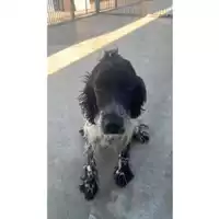 Foto dell\'animale COMUNE DI POLLENA TROCCHIA - 380260044905479