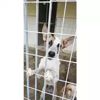 Foto dell\'animale COMUNE DI SAN GIUSEPPE VESUVIANO - 380260044905948