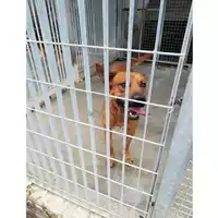 Foto dell\'animale COMUNE DI TERZIGNO - 380260044905794