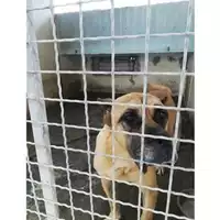 Foto dell\'animale COMUNE DI PIMONTE - 380260044905353