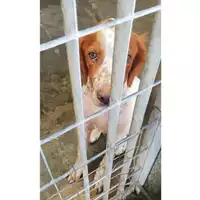 Foto dell\'animale COMUNE DI TERZIGNO - 380260044902696