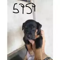 Foto dell\'animale COMUNE DI SAN VITALIANO - 380260044905959