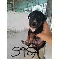 Foto dell\'animale COMUNE DI SAN VITALIANO - 380260044905987