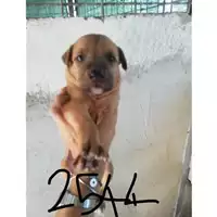 Foto dell\'animale COMUNE DI SAN VITALIANO - 380260044972544