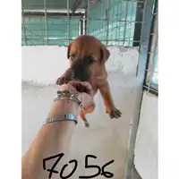 Foto dell\'animale COMUNE DI SAN VITALIANO - 380260044977056