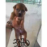 Foto dell\'animale COMUNE DI SAN VITALIANO - 380260044973370