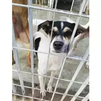 Foto dell\'animale COMUNE DI SAN GIUSEPPE VESUVIANO - 380260044905453
