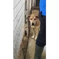 Foto dell\'animale COMUNE DI SAN GIUSEPPE VESUVIANO - 380260044905392