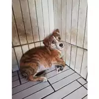 Foto dell\'animale COMUNE DI TERZIGNO - 380260044905436