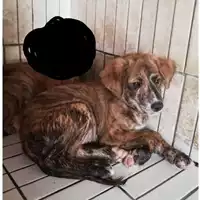 Foto dell\'animale COMUNE DI TERZIGNO - 380260044906171