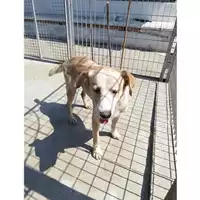 Foto dell\'animale COMUNE DI TERZIGNO - 380260044906249