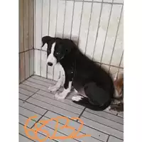 Foto dell\'animale COMUNE DI TERZIGNO - 380260044968232
