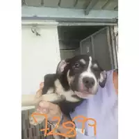 Foto dell\'animale COMUNE DI SAN GIUSEPPE VESUVIANO - 380260044972899