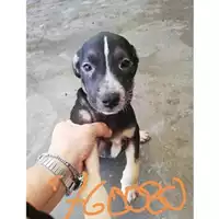 Foto dell\'animale COMUNE DI SAN GIUSEPPE VESUVIANO - 380260044760080