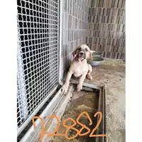 Foto dell\'animale COMUNE DI SAN GIUSEPPE VESUVIANO - 380260044972882