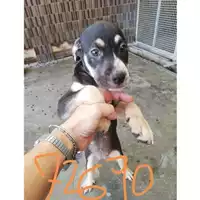 Foto dell\'animale COMUNE DI SAN GIUSEPPE VESUVIANO - 380260044972690