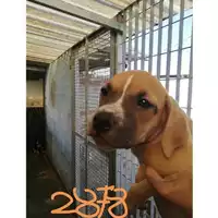 Foto dell\'animale COMUNE DI SAN GIUSEPPE VESUVIANO - 380260044972878