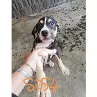 Foto dell\'animale COMUNE DI SAN GIUSEPPE VESUVIANO - 380260044968054