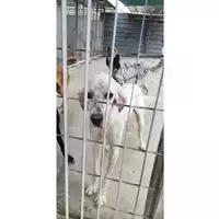 Foto dell\'animale COMUNE DI SCISCIANO - 380260044906229