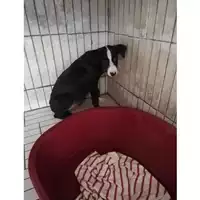 Foto dell\'animale COMUNE DI TERZIGNO - 380260044968433