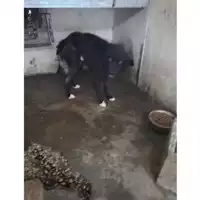 Foto dell\'animale COMUNE DI TERZIGNO - 380260044903248