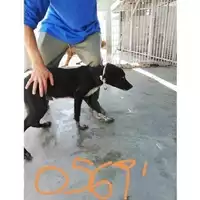 Foto dell\'animale COMUNE DI TERZIGNO - 380260044905691