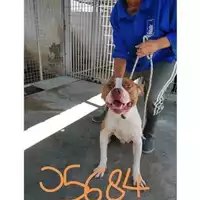 Foto dell\'animale COMUNE DI TERZIGNO - 380260044905684