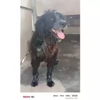 Foto dell\'animale COMUNE DI SAN GIUSEPPE VESUVIANO - 380260044972620