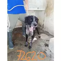 Foto dell\'animale COMUNE DI SAN GIUSEPPE VESUVIANO - 380260044972620