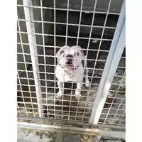 Foto dell\'animale COMUNE DI TERZIGNO - 380260004168494