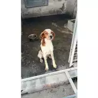 Foto dell\'animale COMUNE DI POLLENA TROCCHIA - 380260044782615