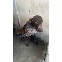 Foto dell\'animale COMUNE DI POLLENA TROCCHIA - 380260044903251