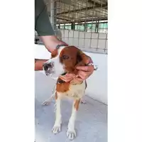 Foto dell\'animale COMUNE DI TERZIGNO - 380260044902922