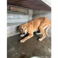 Foto dell\'animale COMUNE DI BOSCOREALE - 380260044973078