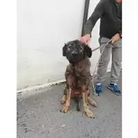 Foto dell\'animale COMUNE DI BOSCOREALE - 380260044972713